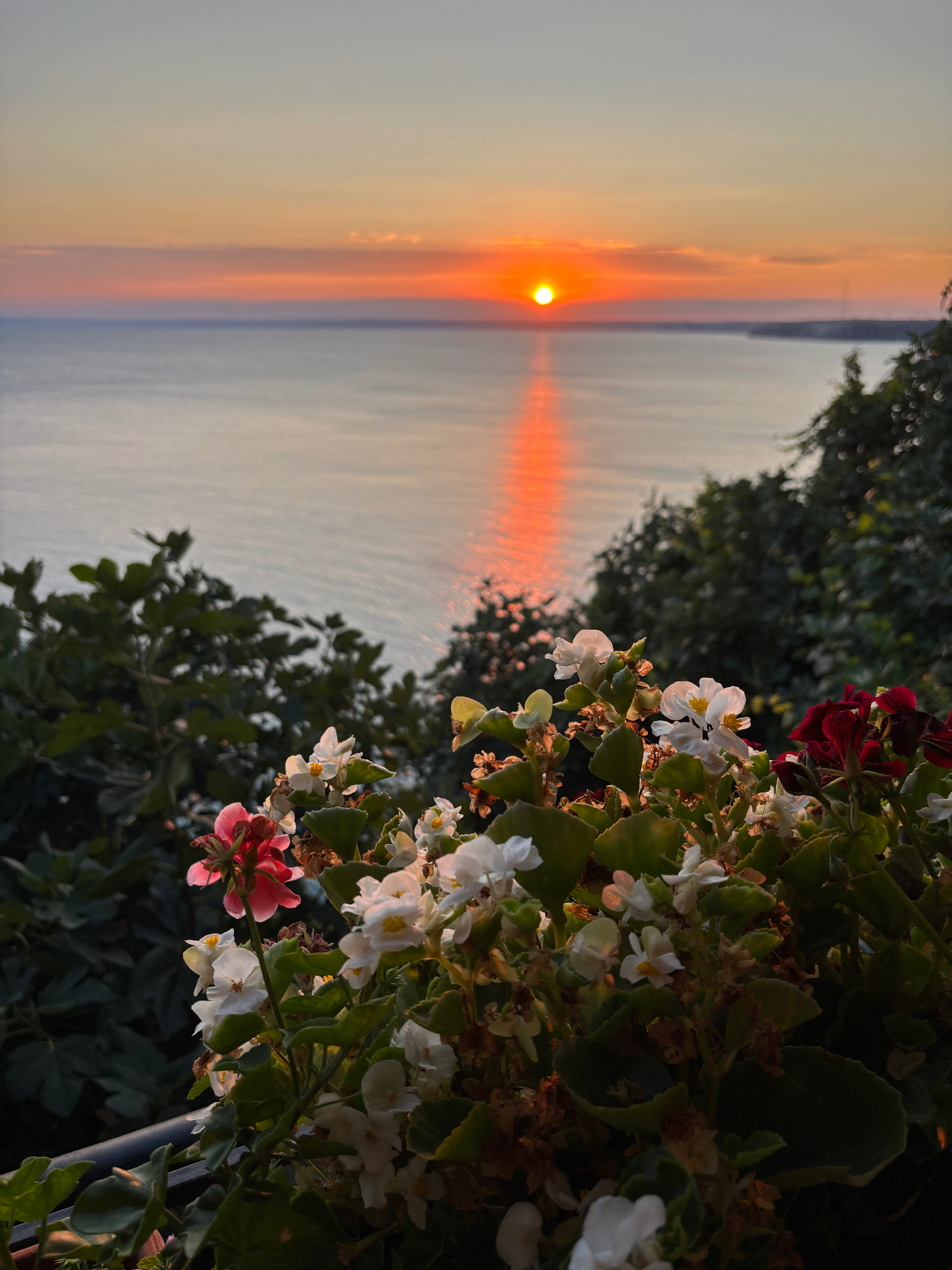 Tramonto sul Mar Nero con fiori in primo piano
